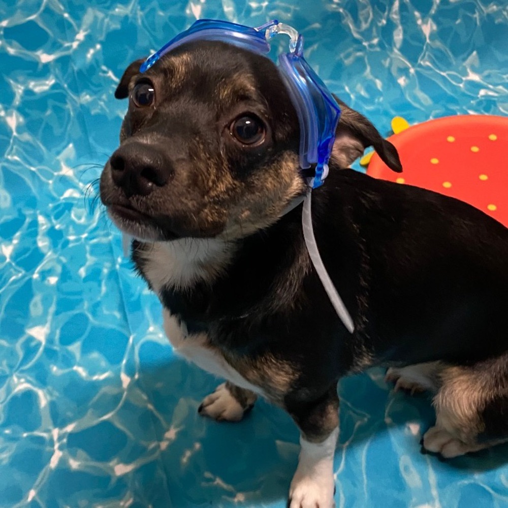 Meet your Posher, Posh